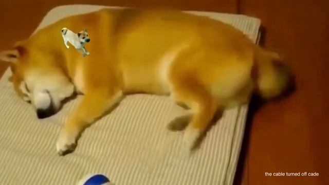 Сиба-ину танцует!!! смотреть онлайн