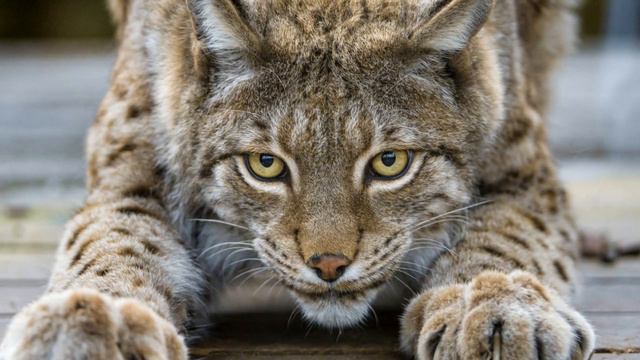 Девушка спасла беззащитного котика, но держать его в квартире плохая идея.Ведь это совсем не котик! смотреть онлайн