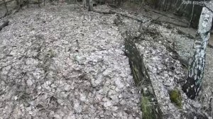 НАКОНЕЦ-ТО ОНИ ПОШЛИ!! Первые весенние грибы!!Сбор грибов сморчков
