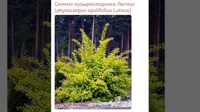 Пузыреплодник Лютеус (physocarpus opulifolius Luteus) смотреть онлайн