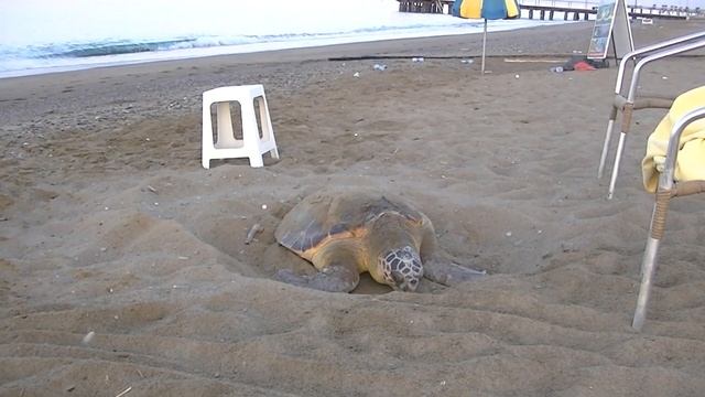 Анталия. Белек. Отель Adora Golf Resort. Морские черепахи.