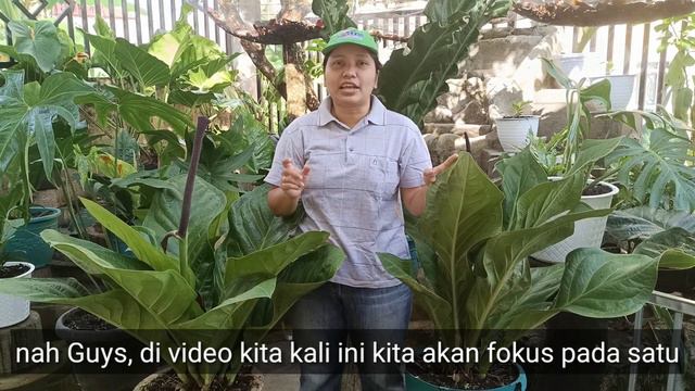 Anthurium Cobra | Legenda Tanaman Anthurium | Tongkol Anthurium Cobra