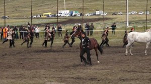 Башкирская лошадь Баймак 2024 год