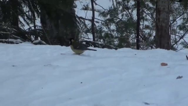 Зимний дуб смотреть онлайн