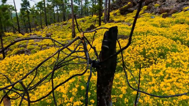 Потрясающая цейтраферная съемка природы смотреть онлайн