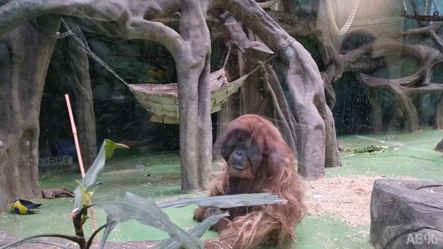 Суматранские орангутаны в Московском зоопарке | Sumatran Orangutans At The Moscow Zoo