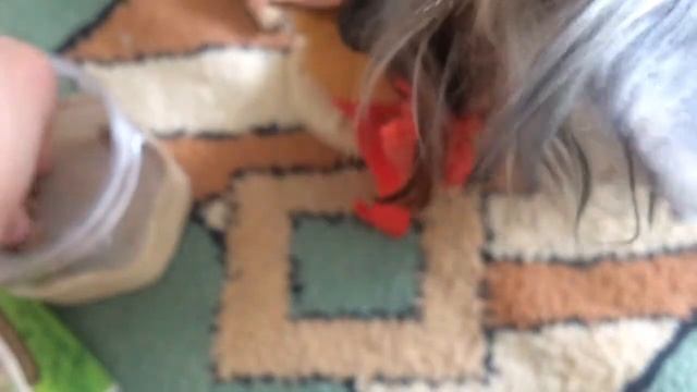 Умри! Учим собаку команде "умри". Дрессировка собак,йоркширских терьеров. смотреть онлайн