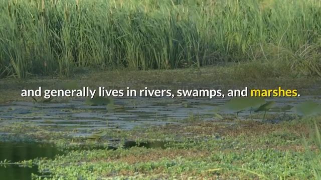 PYTHON VS ANACONDA! What you need to know about them! #reptiles #snake #python #anaconda #giantsnak смотреть онлайн