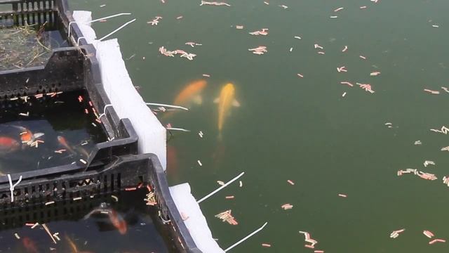 Карп кои. Продажа. Воронеж. смотреть онлайн