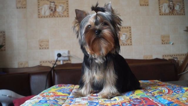 Девочка 5 мес в продаже. смотреть онлайн