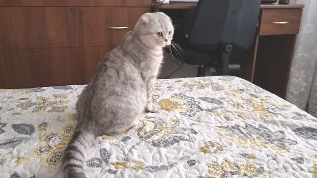 Папа кот или мама кошка Кого больше любит котенок смотреть онлайн
