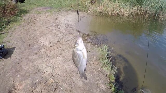 Поймал ГУСТЕРУ за спину!!!ЛОВЛЯ КАРАСЯ!!!ВОТ ЭТО РЫБАЛКА!!!2018 смотреть онлайн