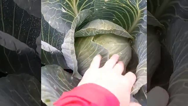 Безкрайние поля капусты смотреть онлайн