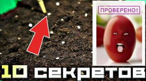 10 правил посадки томатов для богатого урожая! Секреты посадки помидор на рассаду!