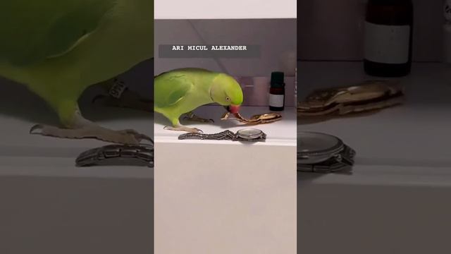 жить попугаю оставалось не более 5 минут смотреть онлайн