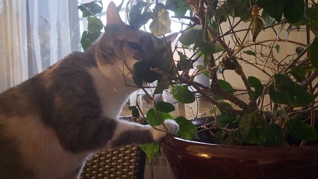 Коты веганы. Vegan cats смотреть онлайн