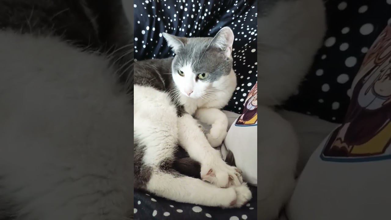 Счастье близко.#мурзик #кот #питомец #лайк #котики #приколы #счастье #котик смотреть онлайн