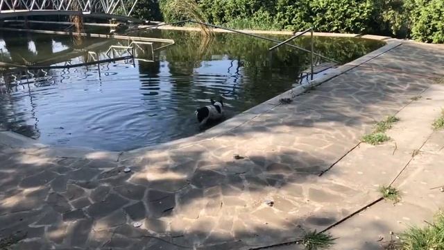 Моё воспитание животных заключается в предоставлении им любви и свободы выбора... смотреть онлайн