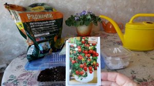 Посев томата Пиноккио на рассаду.Томат в комнате и огороде в 2018