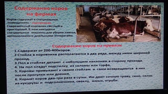 Биология. Тема урока: "Корова. Содержание коров на фермах" смотреть онлайн