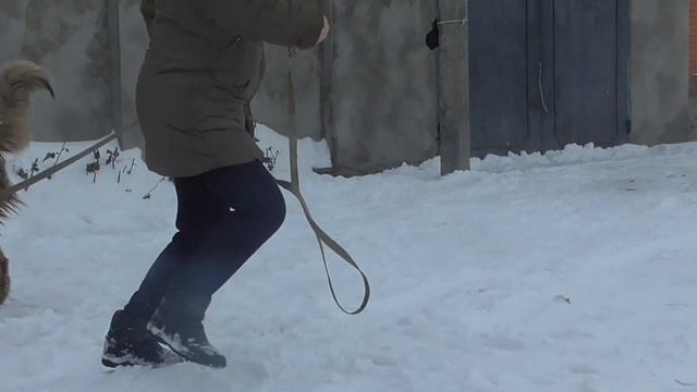 Щенок-подросток Кавказской Овчарки смотреть онлайн