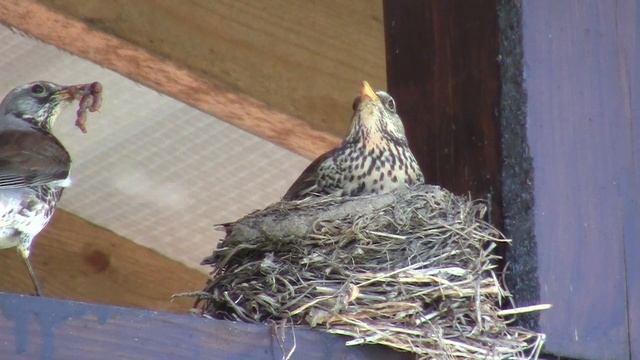 Птенцы дрозда - от яйца до птенца на нашей даче. Интересные факты из гнездовой жизни! смотреть онлайн