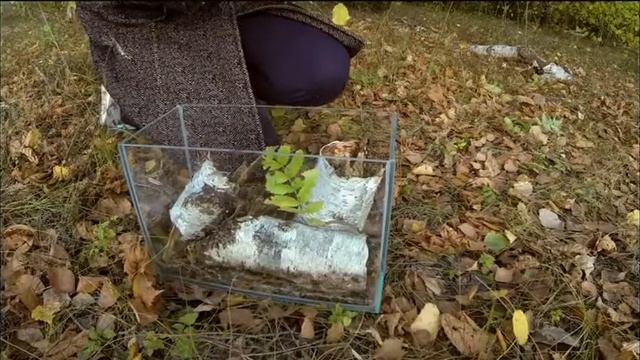 Зеленый питомец-2. Продолжение следует. Гусеница бражника глазчатого. смотреть онлайн