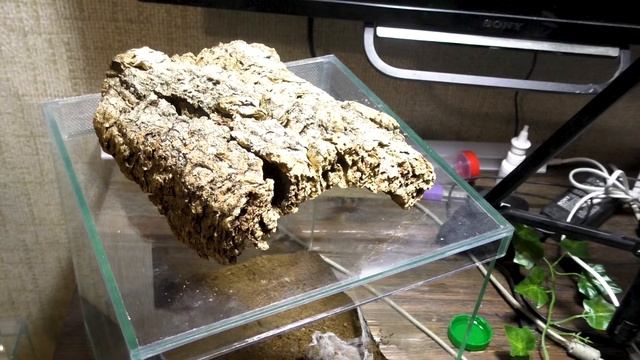 Обустройство террариума для паука Ceratogyrus marshalli смотреть онлайн