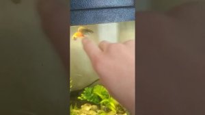 признаки родов и беременности гуппи