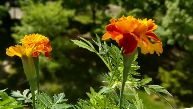Tagetes Patula. Тагетес патула. Бархатцы. Тагетес.