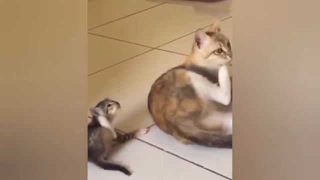 ПРИКОЛЫ С КОТАМИ И КОШКАМИ/ СМЕШНЫЕ ЖИВОТНЫЕ КОШКИ И КОТЫ 2022 смотреть онлайн