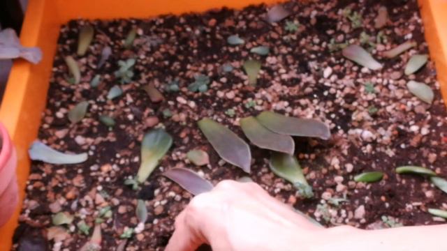 SAVING THE PUPPS FROM PESTS #succulents #plants смотреть онлайн