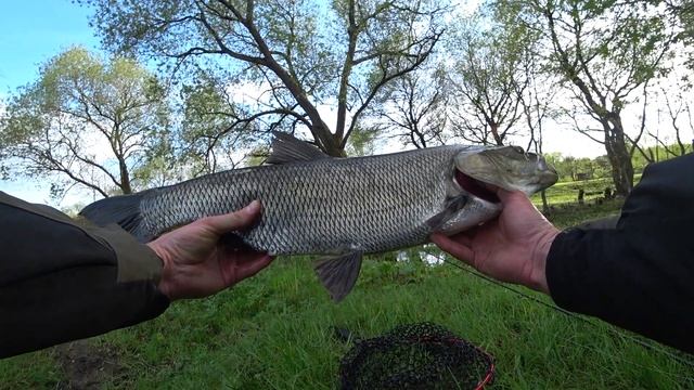 Крупный жерех завёл в коряги? Что было дальше?? смотреть онлайн