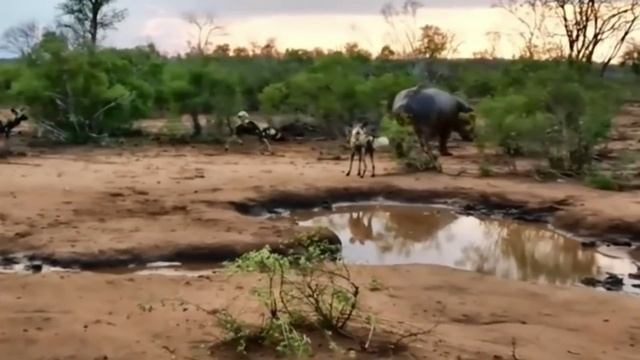 15 Животных Хищников Удивленных Своей Добычей /часть 2 смотреть онлайн