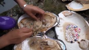 Большие Дикие речные ракушки, что в них скрыто!