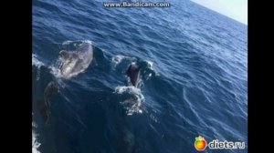 песня все дельфины в ураган