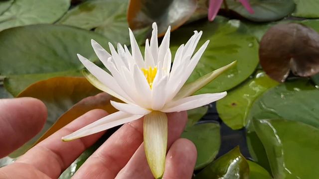 Мой новый гибрид нимфеи, собственная селекция! смотреть онлайн