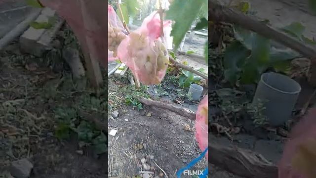 Самый крупный виноград. Новая Одесса. смотреть онлайн