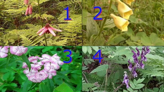 ЦВЕТЫ. Загадка. Знаете ли Вы цветы? Отличите садовые цветы от иных? Онлайн-театр из Екатеринбурга. смотреть онлайн