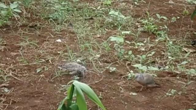 duc hanh dak lak смотреть онлайн