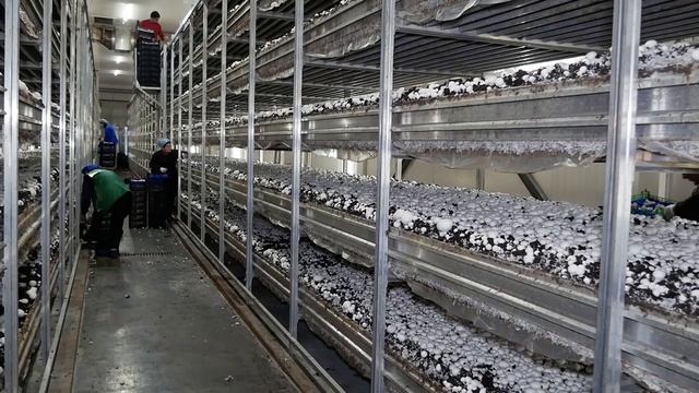 Кореновск. "Русский гриб". Инвестиции - залог прибыли. смотреть онлайн