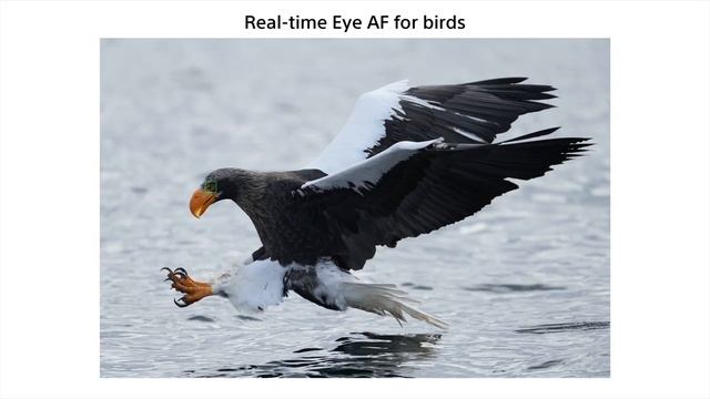 Sony A1 Camera Highlights & Overview смотреть онлайн