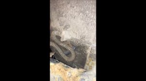 Скрип в подвеске Lancer 9