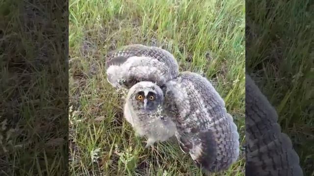 птенец ушастой совы смотреть онлайн
