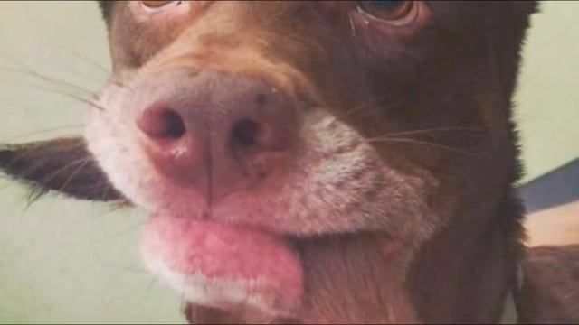 Dog Finally Catches His Tail — And Has No Idea What To Do Next смотреть онлайн