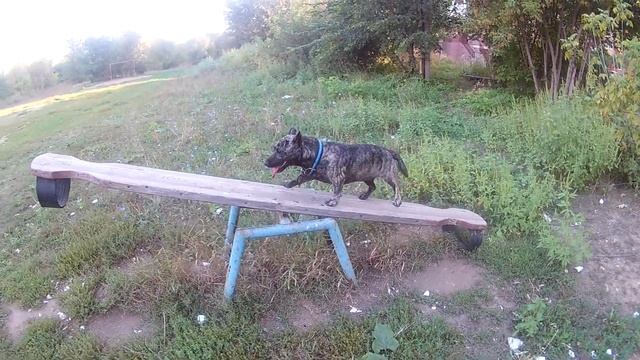 Собака и качели. смотреть онлайн