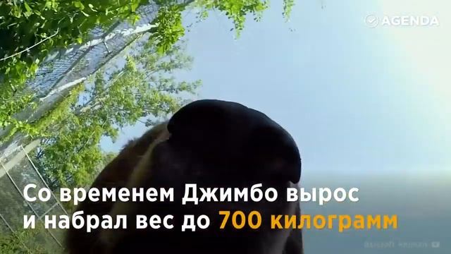 WOW !!! Дружба человека и медведя смотреть онлайн
