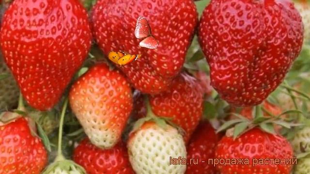 Земляника садовая Вима Рина (vima Rina) ? обзор: как сажать, рассада земляники Вима Рина