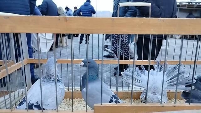 Ярмарка голубей г.Тула 25.11.23 смотреть онлайн