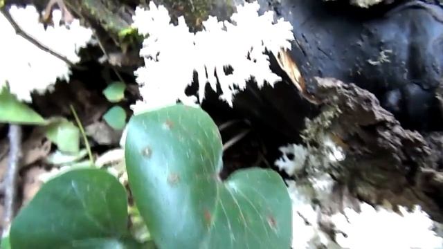 Ежовик коралловидный04 09 17 смотреть онлайн